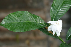 Gardenia resinifera